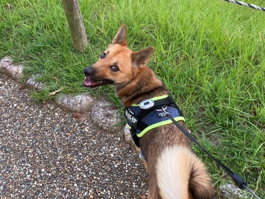 怖がり犬の病院克服記録 ２週目 いのぶろぐ