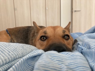 犬との生活~実際に使用している犬グッズ~ | いのぶろぐ