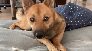 いのぶろぐ 雑種犬いのと趣味活日記