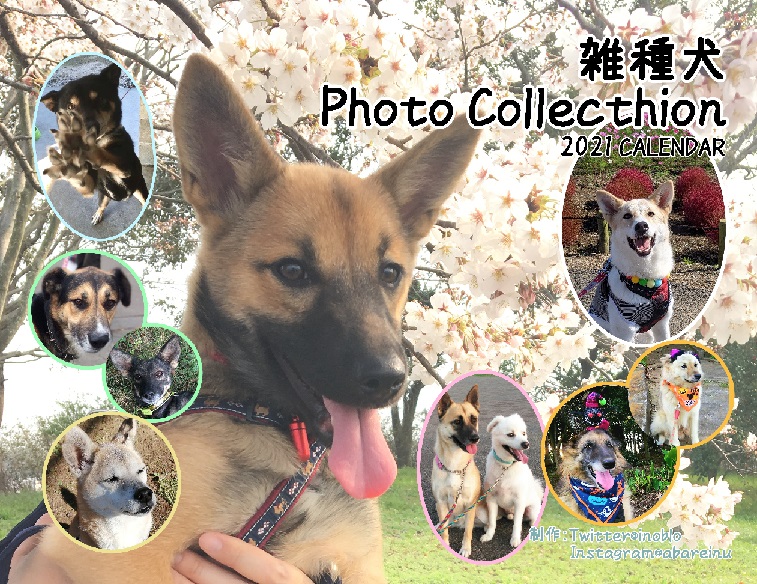 21年版 雑種犬カレンダー完成 販売開始 いのぶろぐ