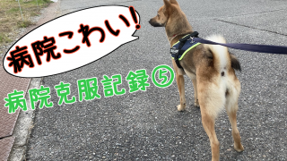 怖がり犬の病院克服記録 いのぶろぐ